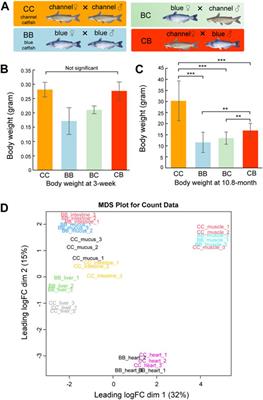 Transcriptome analysis revealed potential mechanisms of channel catfish growth advantage over blue catfish in a tank culture environment